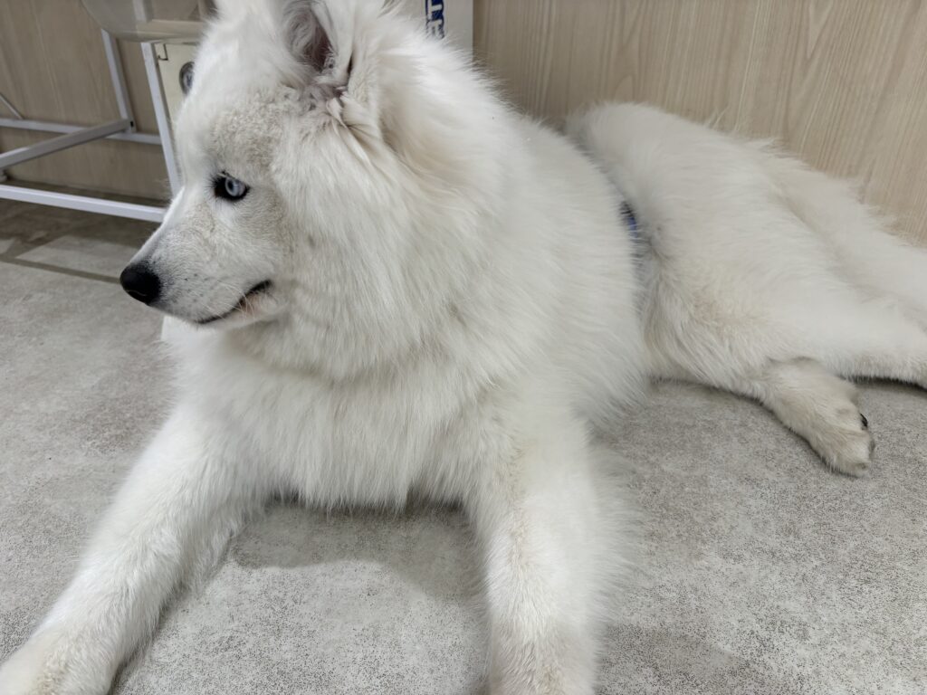 サモエドカフェで癒し時間【別所叶実】のメイン画像